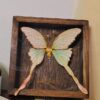 Rosetail Flutter