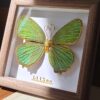 Aurora Wings